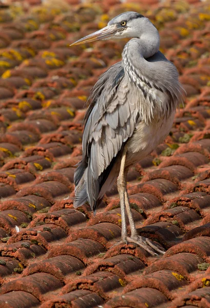 Een blue heron op een dak — Stockfoto