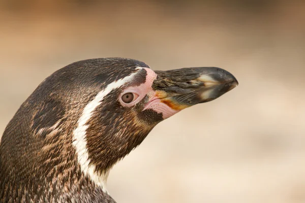 En Humboldt-pingvin – stockfoto