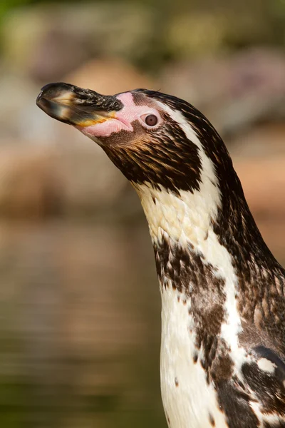 En humboldt pingvinen — Stockfoto