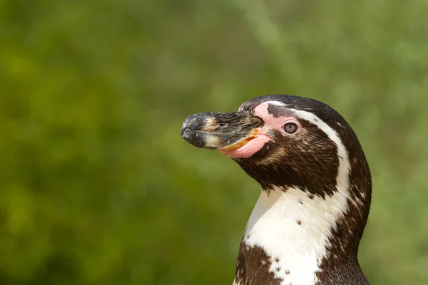 Ein Humboldt-Pinguin — Stockfoto