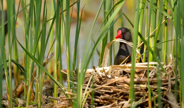 Een waterhoen bouwen van een nest — Stockfoto