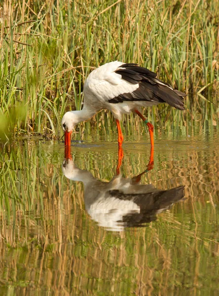 A stork — Stock Photo, Image