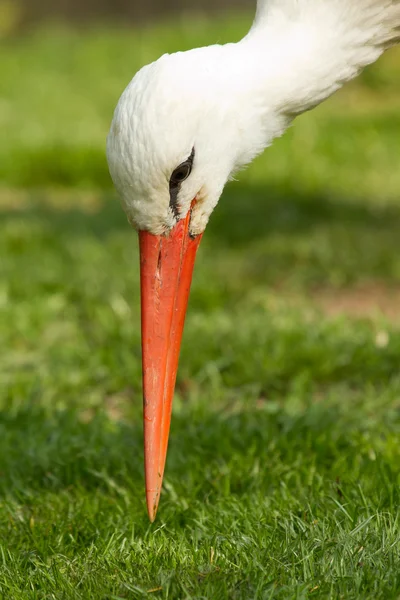 A stork — Stock Photo, Image