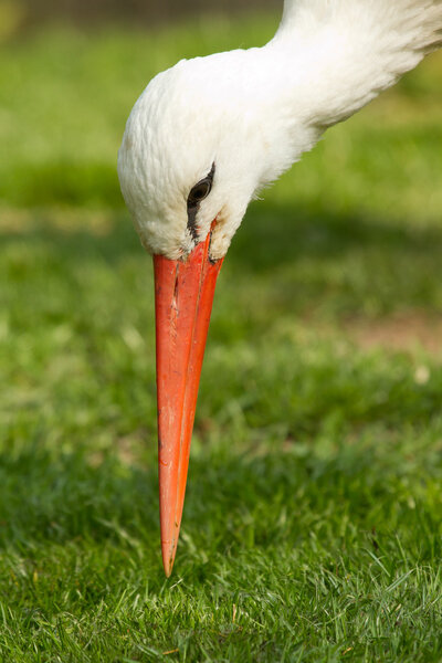 A stork