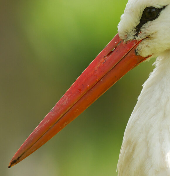 A close-up of a stork