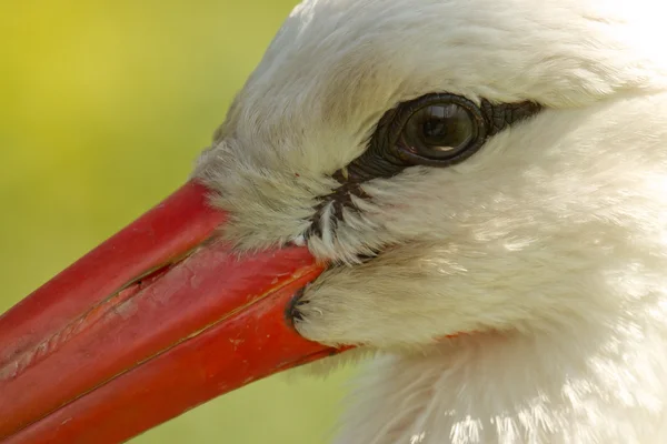 A close-up of a stork — Stock Photo, Image