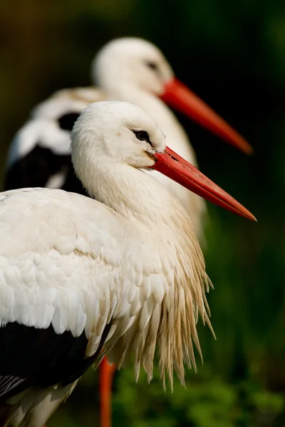 Two storks — ストック写真