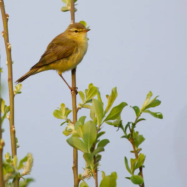 A Willow Warbler — Stock Photo, Image
