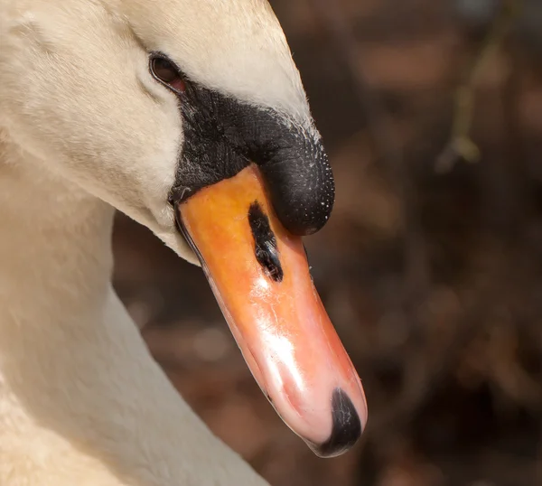 Een close-up van een zwaan — Stockfoto