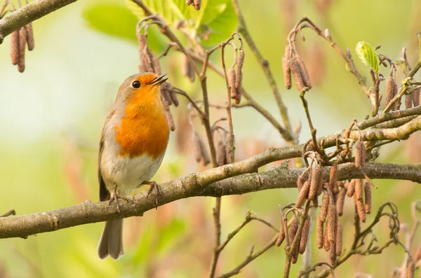 Robin uppflugna på en kvist — Stockfoto