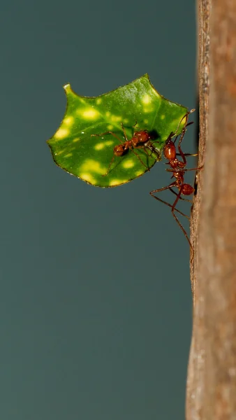 Lehtileikkurin muurahainen — kuvapankkivalokuva