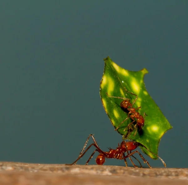 Ett blad cutter ant — Stockfoto