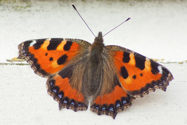 stock image A close-up of a butterfly on wood