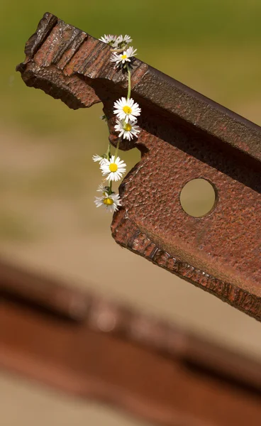 A flower on the track — Stock Photo, Image
