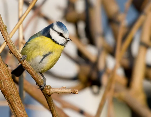 A blue tit in the shrubbery — Stock Photo, Image