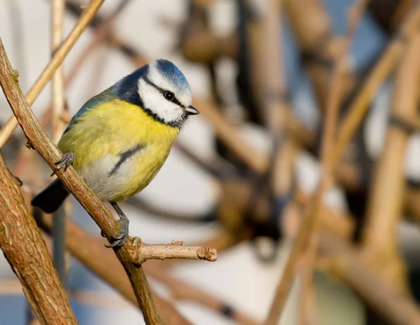 Eine Blaumeise im Gebüsch — Stockfoto