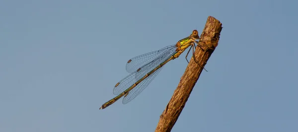 Una libellula su un ramo — Foto Stock