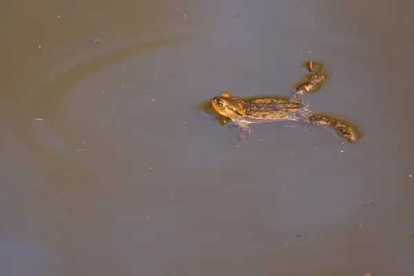 棕色青蛙在水中 — 图库照片