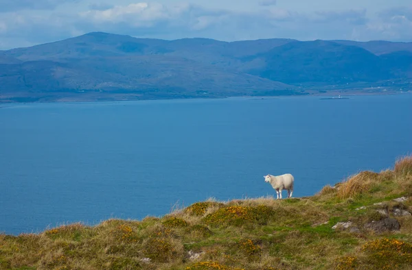 stock image A typical Irish view