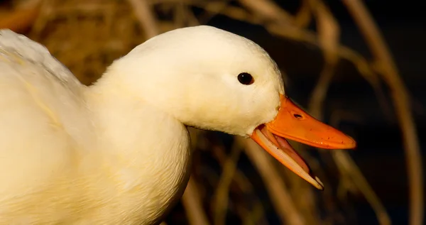 Beyaz bir yaban ördeği — Stok fotoğraf