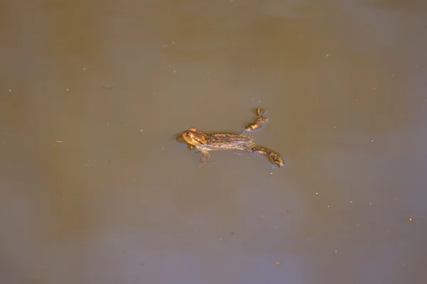 Una rana marrón en el agua —  Fotos de Stock