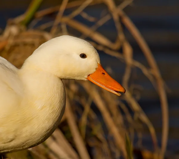 Seekor bebek liar putih — Stok Foto