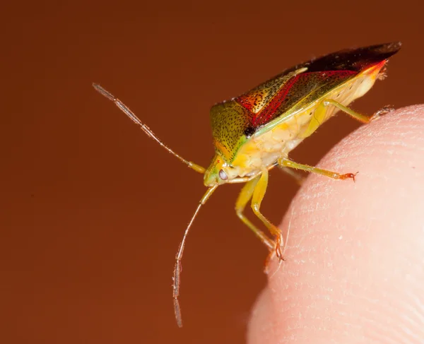A bug on a finger — Stock Photo, Image