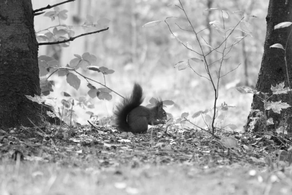 Un écureuil mange — Photo