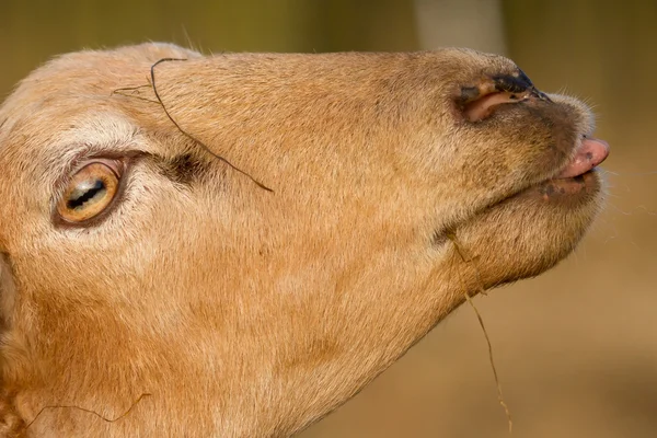 Una oveja marrón — Foto de Stock