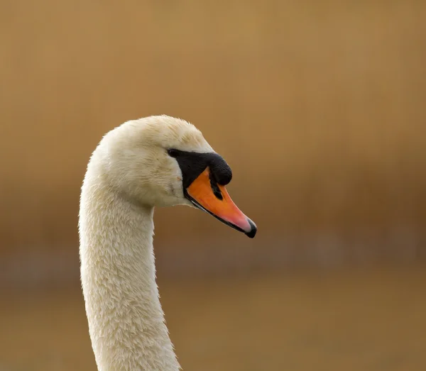 湖には優雅な白鳥 — ストック写真