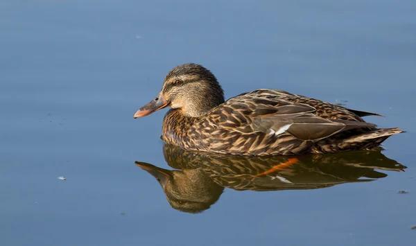 En wild duck simning — Stockfoto