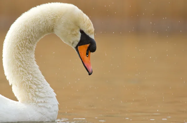Un elegante cisne en un lago — Foto de Stock