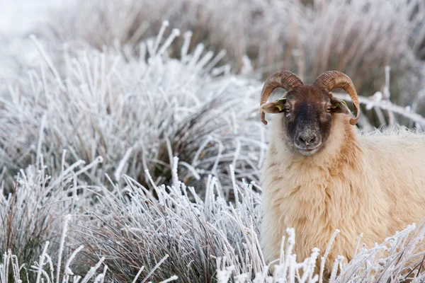 stock image A sheep in a winter landscape