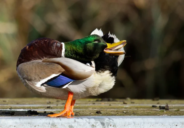 Vahşi bir ördek — Stok fotoğraf