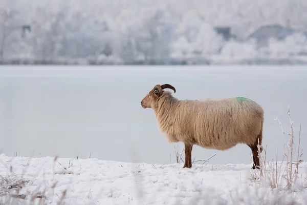 A sheep in a winter landscape — Stock Photo, Image