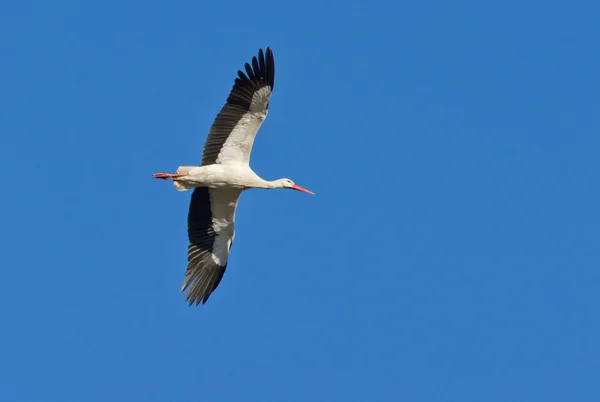 En stork i luften — Stockfoto