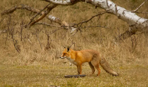 Uma raposa na Holanda — Fotografia de Stock