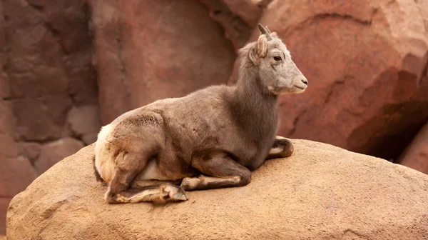 stock image A goat in a zoo