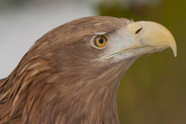 Een close-up van een Europese adelaar — Stockfoto