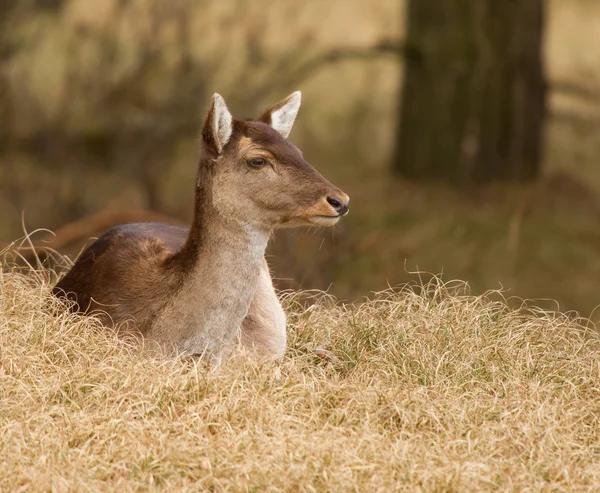 A fallow-deer — Stock Photo, Image