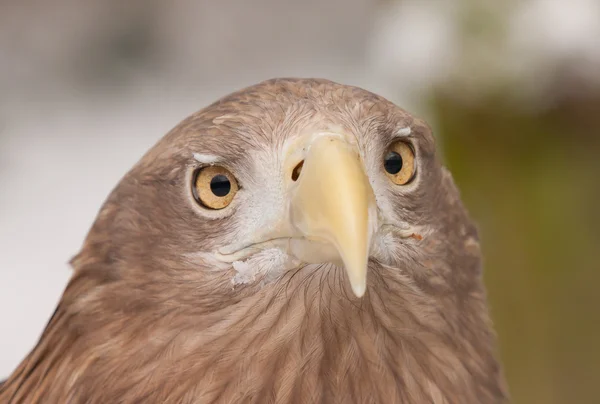 Um close-up de uma águia europeia — Fotografia de Stock