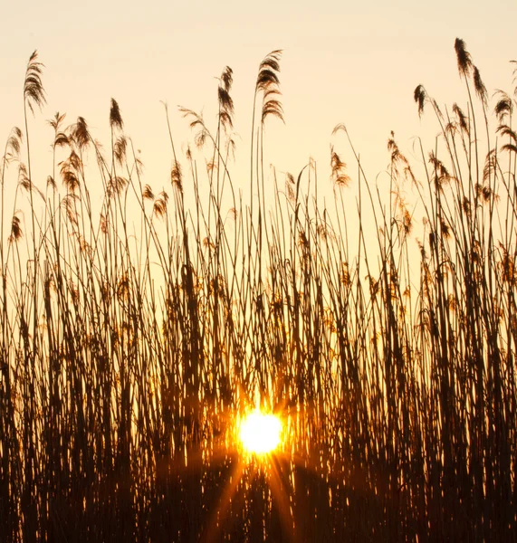 Sunset in the reeds — Stock Photo, Image