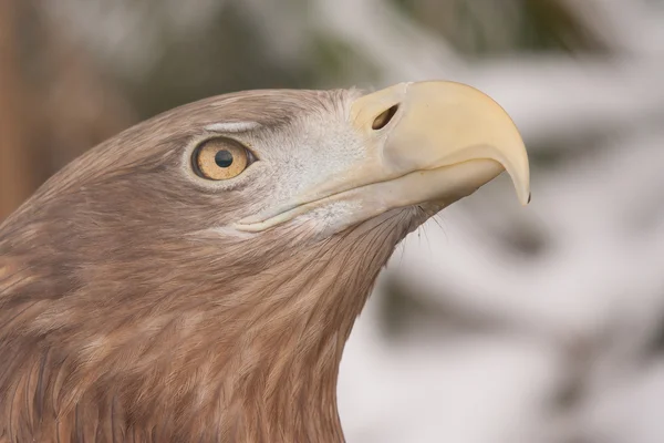 Een close-up van een Europese adelaar — Stockfoto