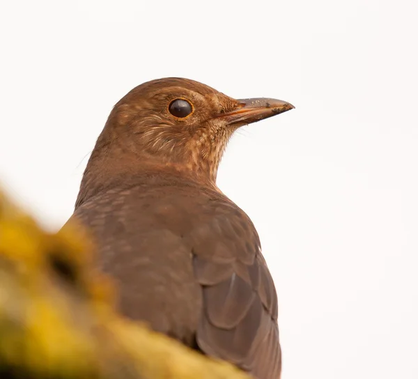 Jeden blackbird se snaží skrývat — Stock fotografie