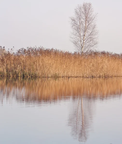 Дерево и тростник у озера — стоковое фото