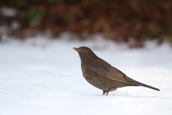 A blackbird in the cold snow — Stock Photo, Image