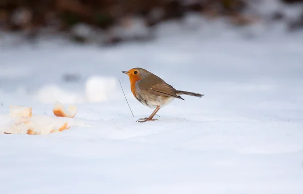 Robin på frusen snö — Stockfoto