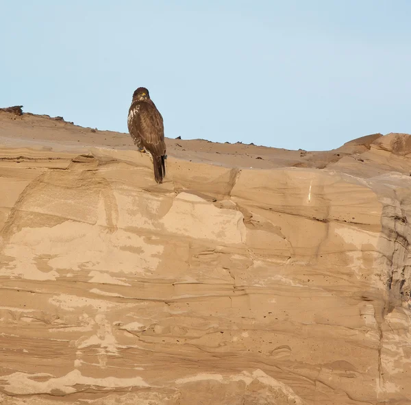 A buzzard on a sandy hill — Stock Photo, Image