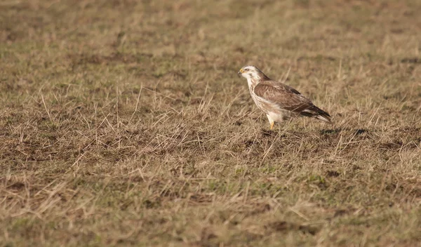 Um buzzard em um campo — Fotografia de Stock