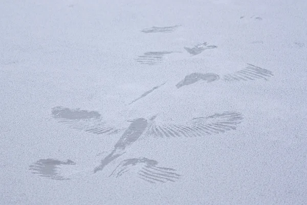 鸟在冰上的打印 — 图库照片